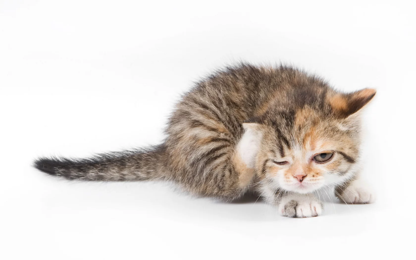 кот, cat, котенок, чешется, кошка
