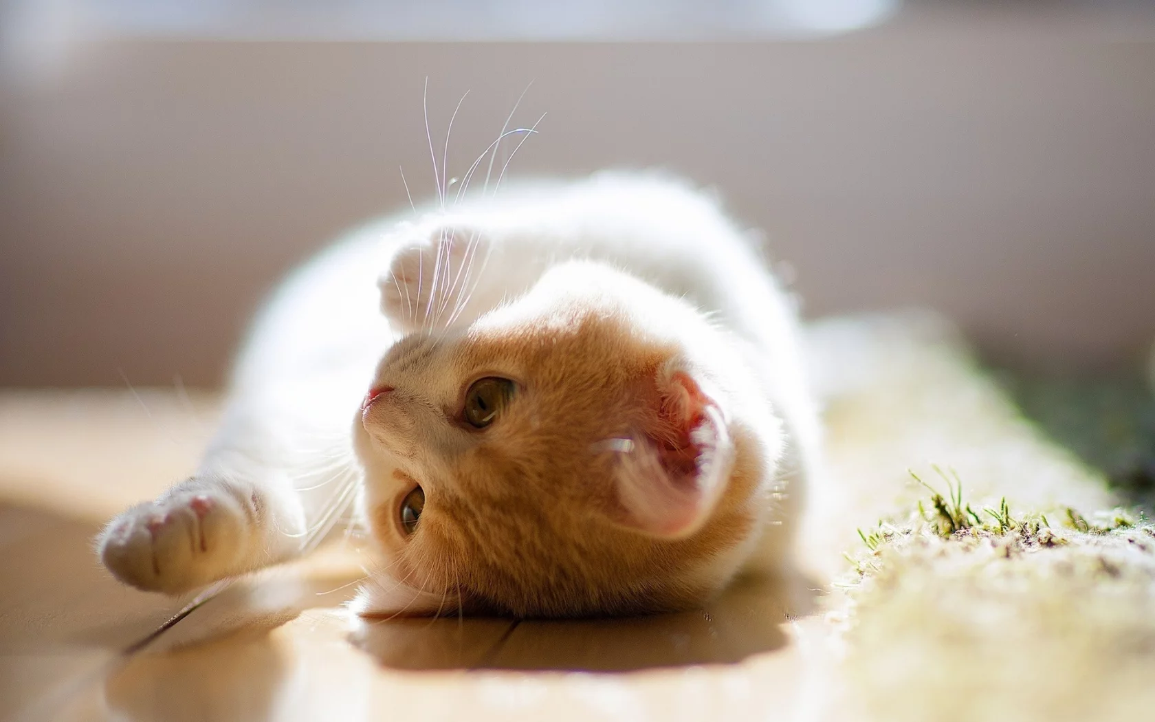 взгляд, лежит, рыжий, кошки, котенок