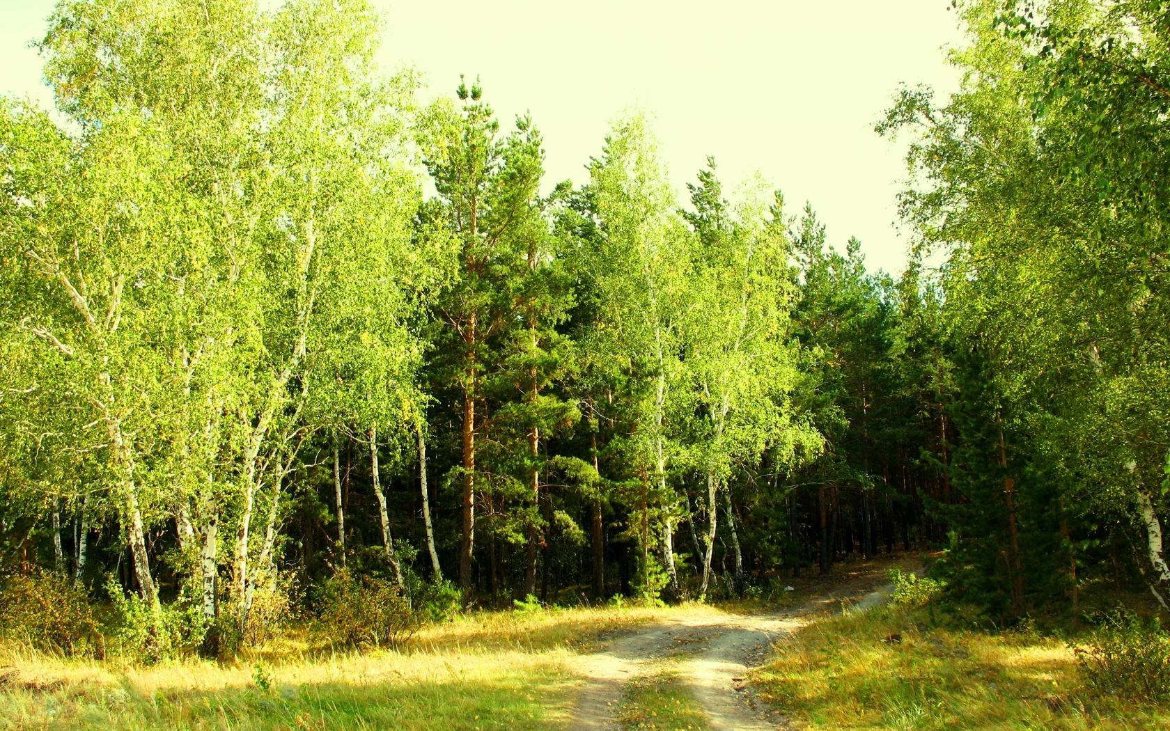 лето, июль, зелень, лес, опушка, завирушка, кокшетау, брещук
