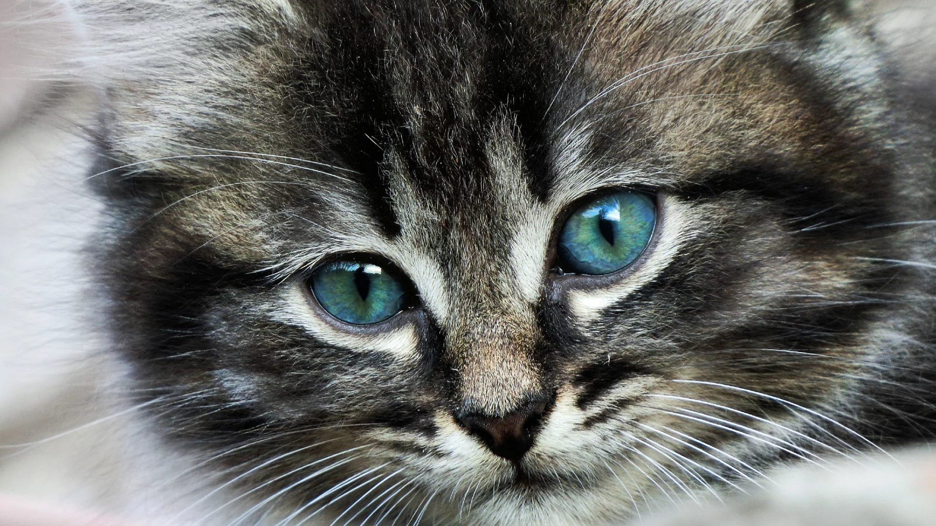 кот, глаза, усы