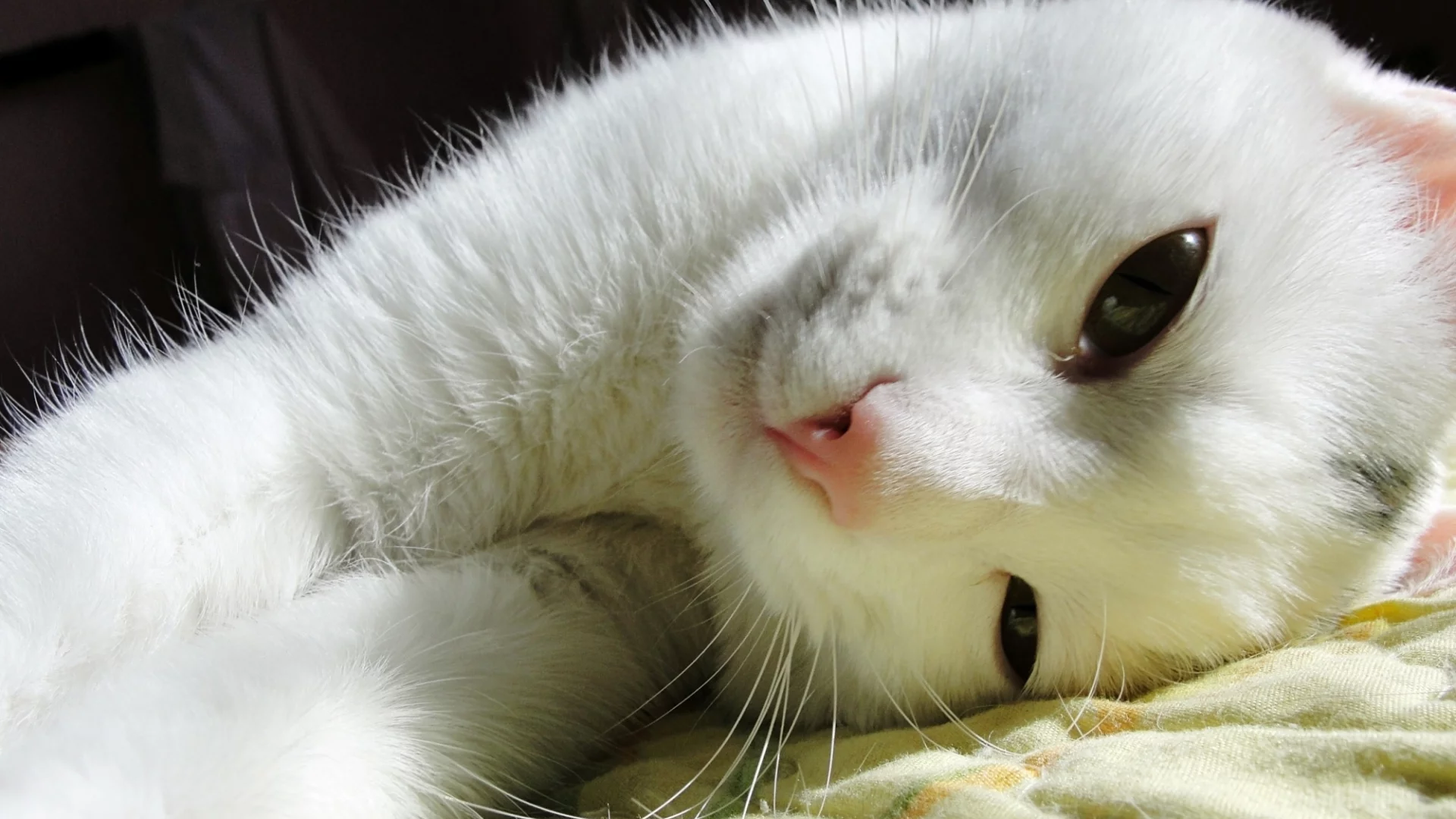 cat, взгляд, лежит, кошка