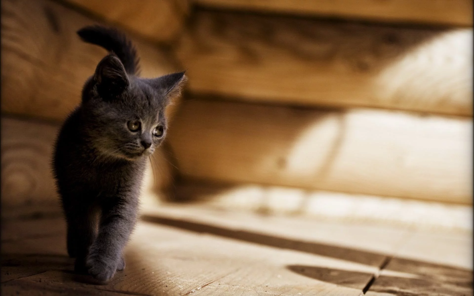кот, кошка, котенок, грустный, серый, cat