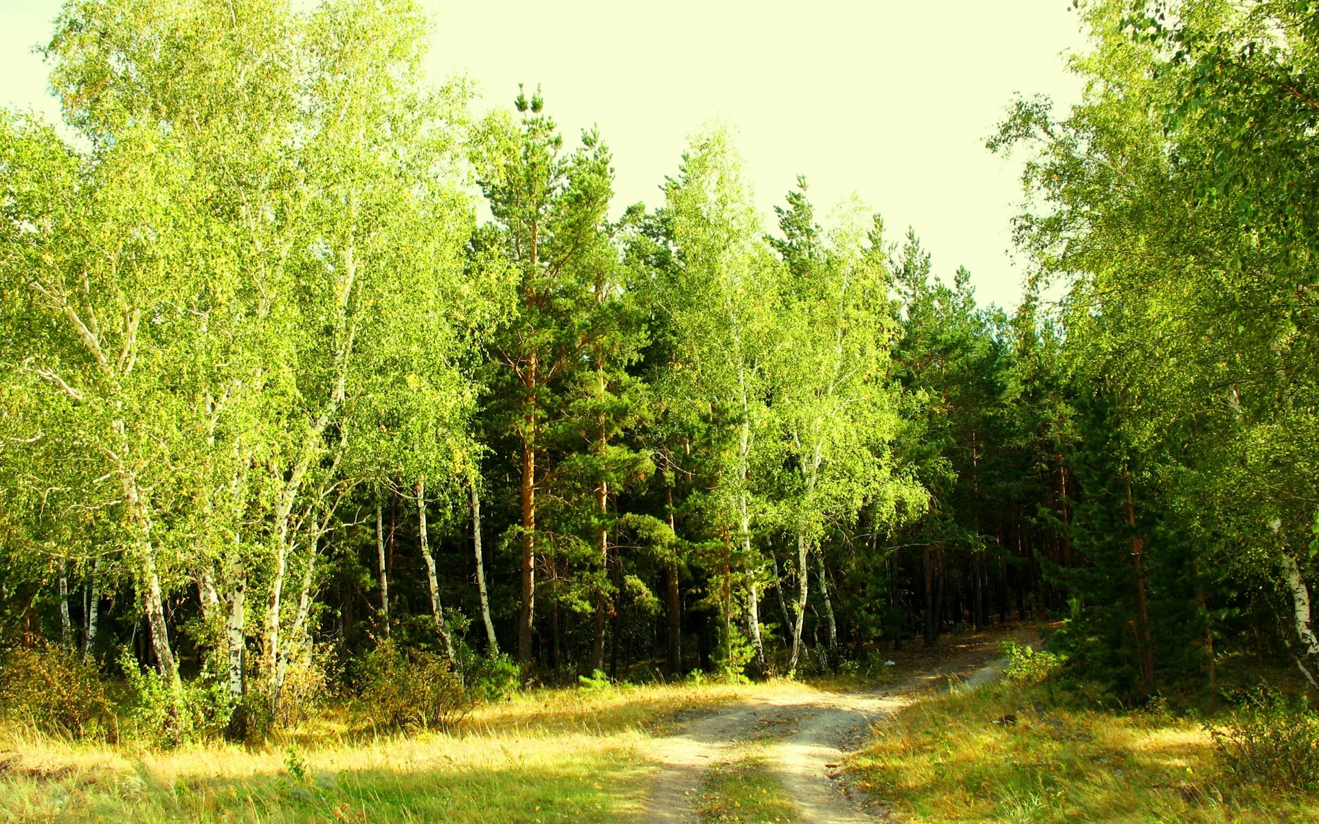 лето, июль, зелень, лес, опушка, завирушка, кокшетау, брещук