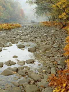 камни, лес, деревья, осень, река