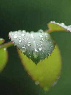 зелень, листья, роса