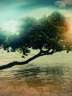 облака, вода, дерево, небо