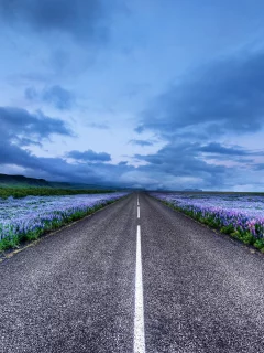 пейзаж, цветы, дорога