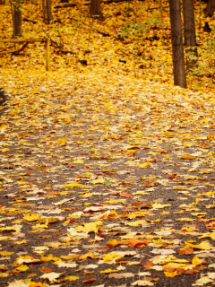 дорога, осень, листья