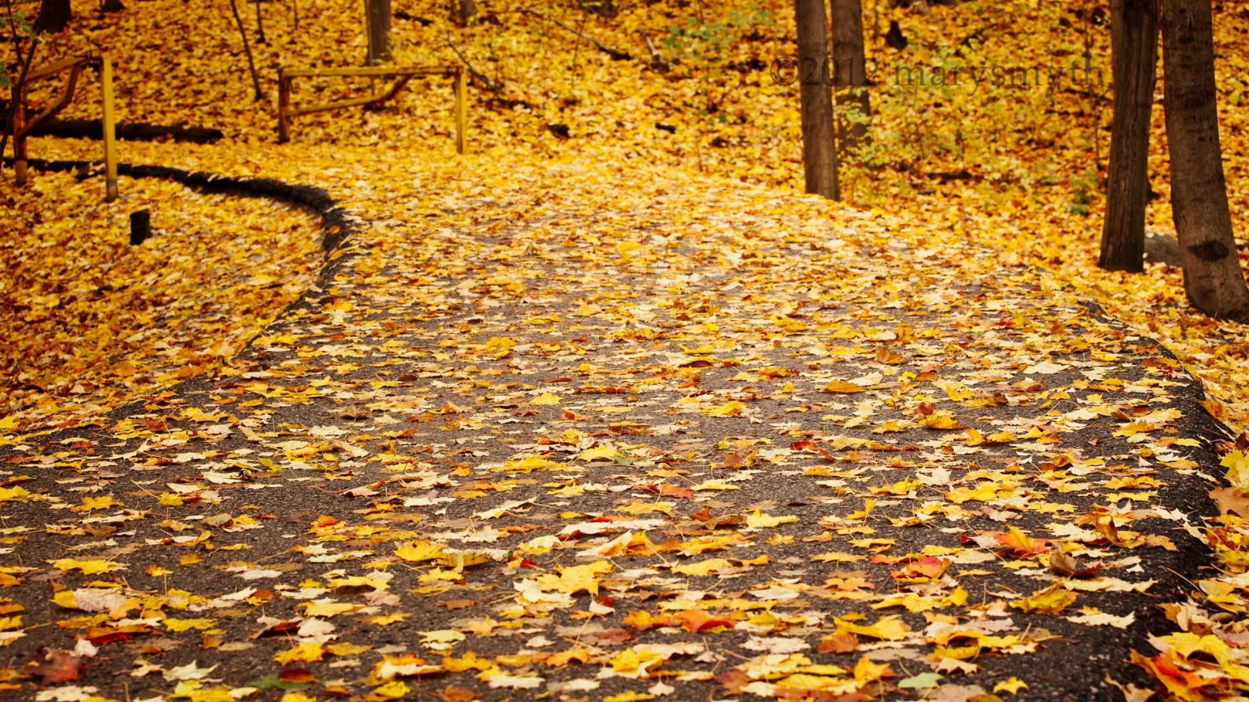 дорога, осень, листья