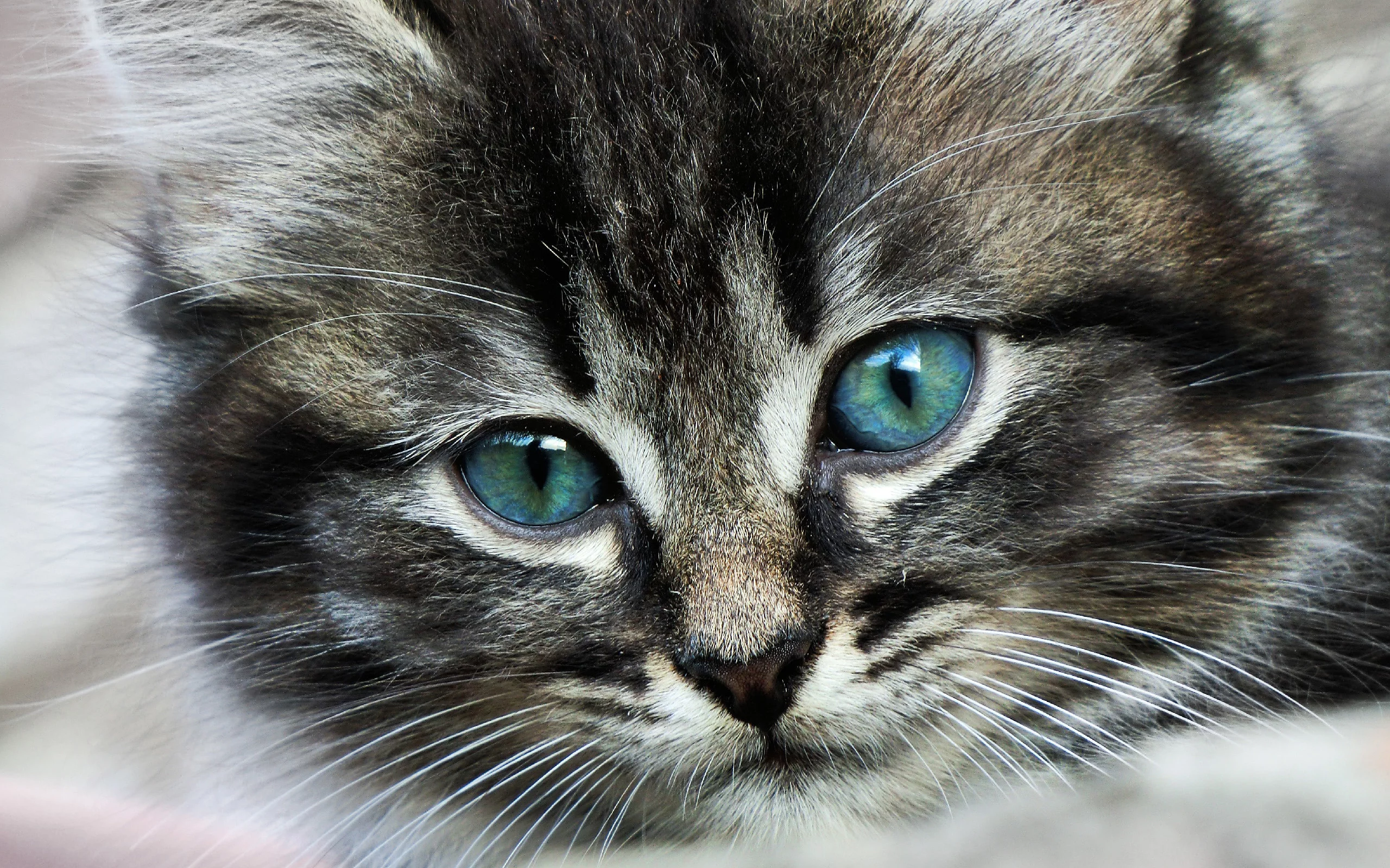 кот, глаза, усы