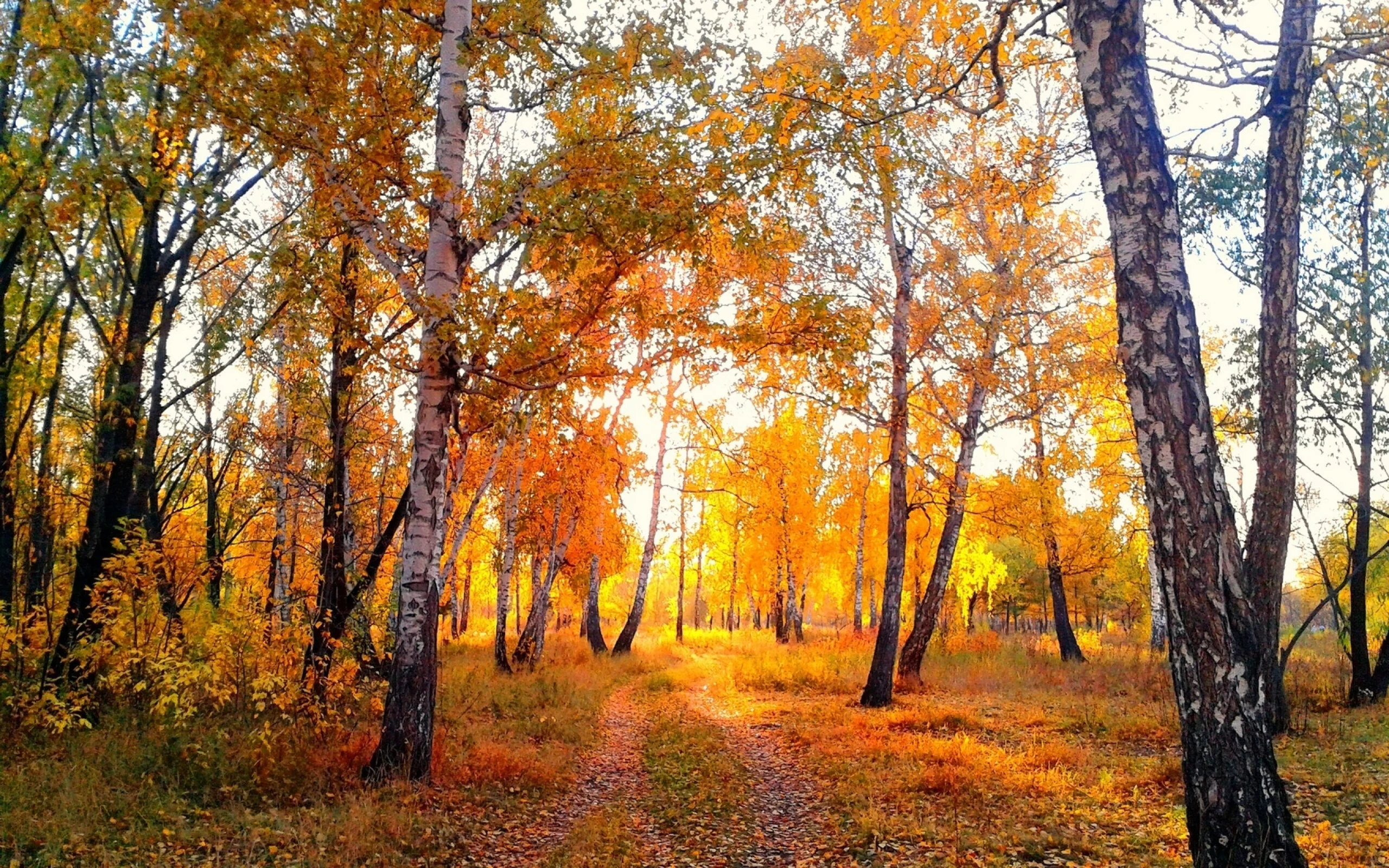 вечер, омск, березы, парк, осень