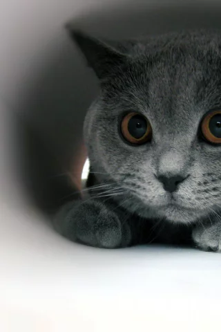 британец, кот, зрачки