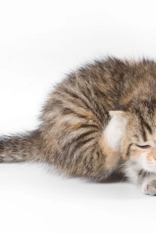 кот, cat, котенок, чешется, кошка