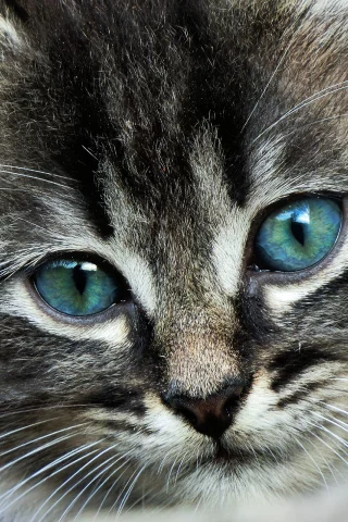 кот, глаза, усы