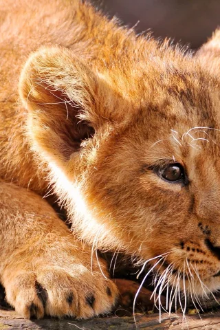животное, лев, кошка, львенок