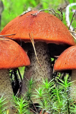 красноголовцы, мох, ветки, грибы