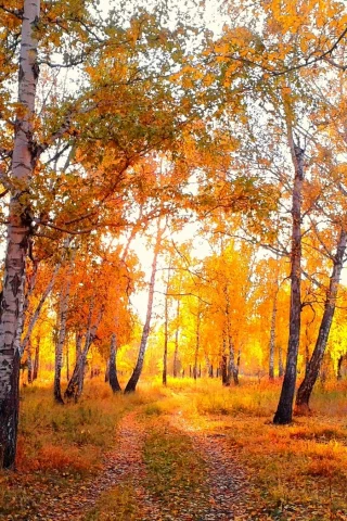 вечер, омск, березы, парк, осень