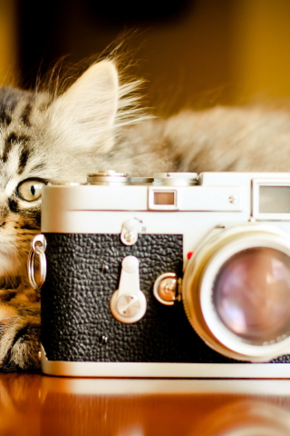 фотоаппарат, кошка, фон