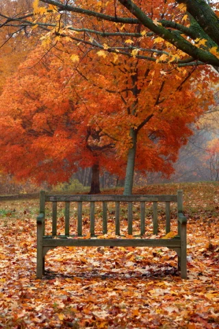 птица, скамья, природа, осень, листья