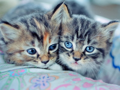 серые, два, котята, голубые глаза