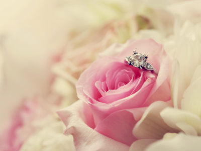 кольцо, роза, макро, цветок, розовая