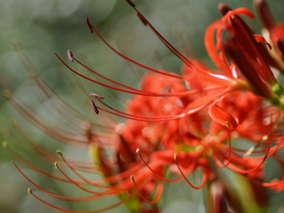 lycoris, radiata, цветок, красный, макро