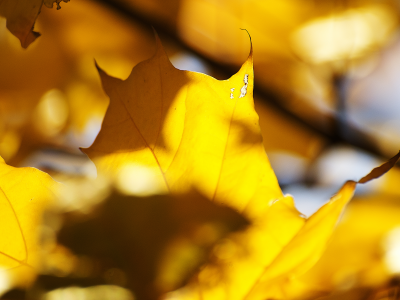 кленовые, желтые, осень, листья