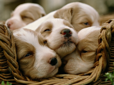 спят, собаки, корзинка, щенки