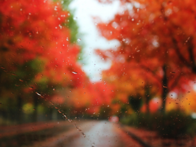 осень, капли, стекло, дождь, деревья