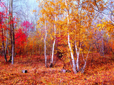 природа, лес, осень, береза, листва, красный, октярь, казахстан, кокшетау, зеренда