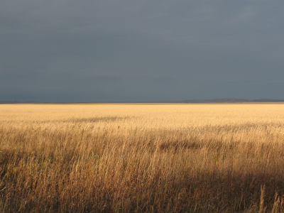 край, поле, степь, пшеница, зеренда, лето, страда, бескрайний, горизонт