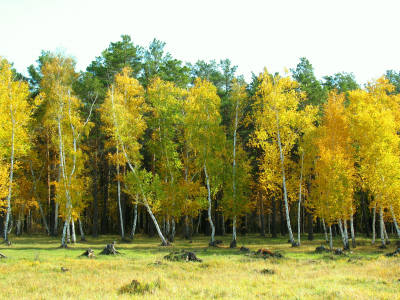золото, осень, береза, арыкбалык, казахстан, октябрь, поляна