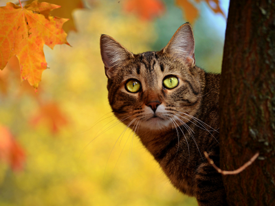 дерево, осень, ствол, выглядывает, кот
