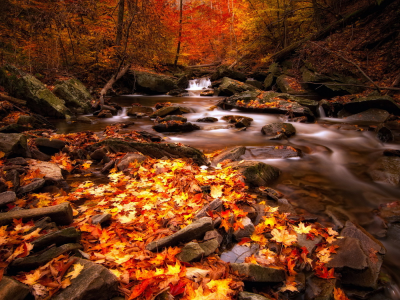 река, осень, лес