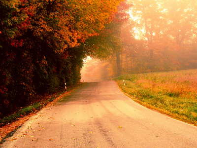 деревья, осень, дорога, туман, утро