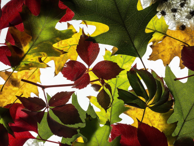 осень, листья, макро