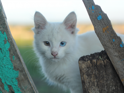 белые кошки, гетерохромия