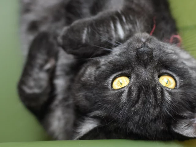 кот, черный, макро, полосатый, cat, кошка