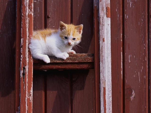 котенок, cat, кот, рыжий, кошка, белый