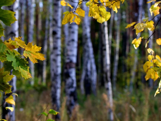 ветка, лес, листья, осень