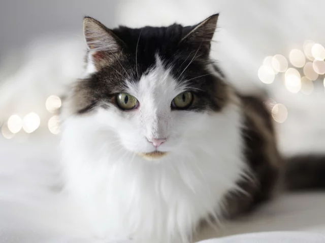 кошка, фон, взгляд