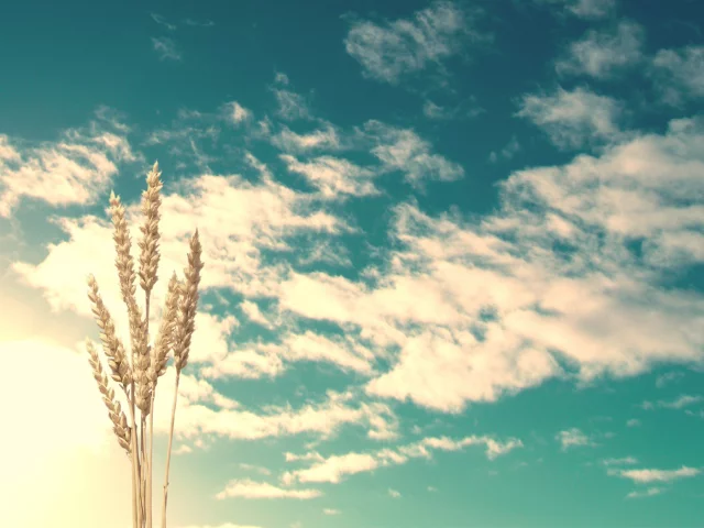 колосья, clouds, wheat, небо, природа, sunlight