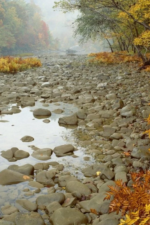 камни, лес, деревья, осень, река
