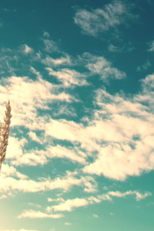 колосья, clouds, wheat, небо, природа, sunlight