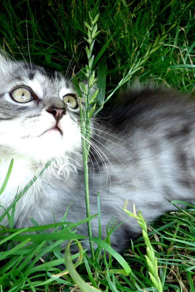лежит, котенок, зелень, трава, серый