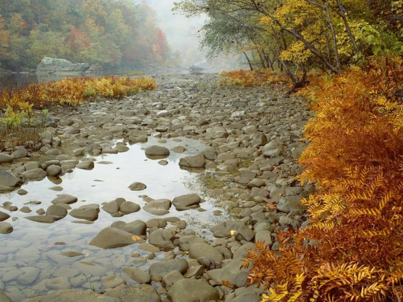 камни, лес, деревья, осень, река