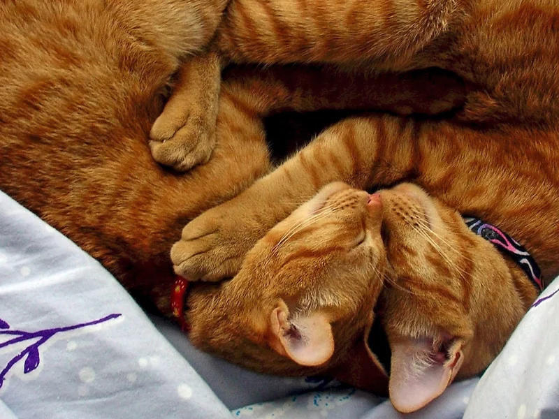 кошки, обнимаются, две