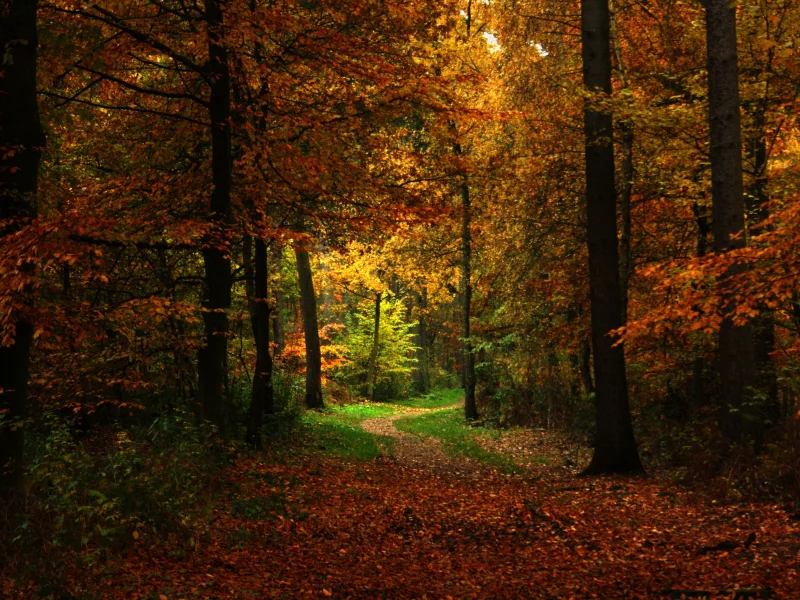 тропинка, лес, природа, осень