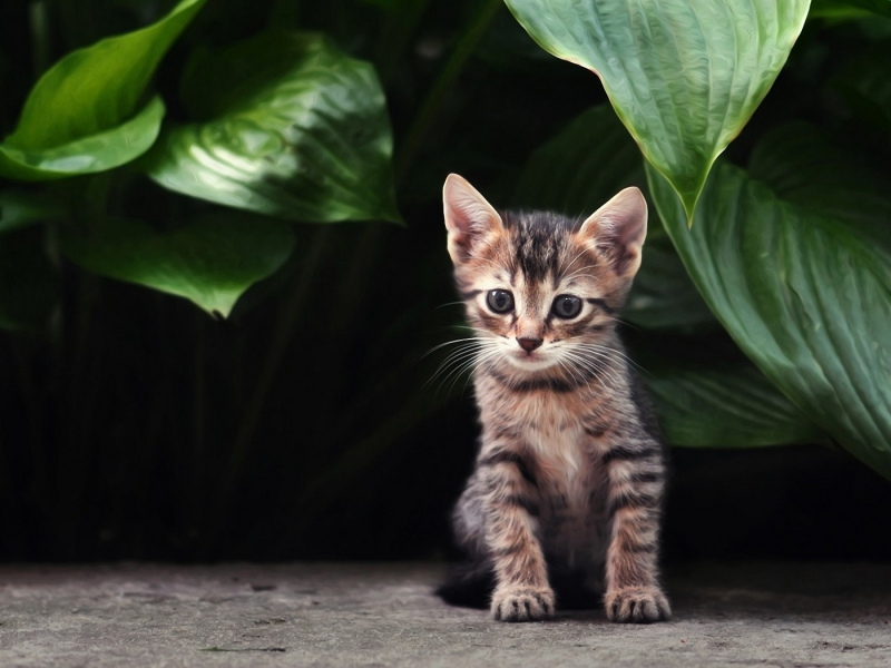 кошка, котенок, полосатый, кот