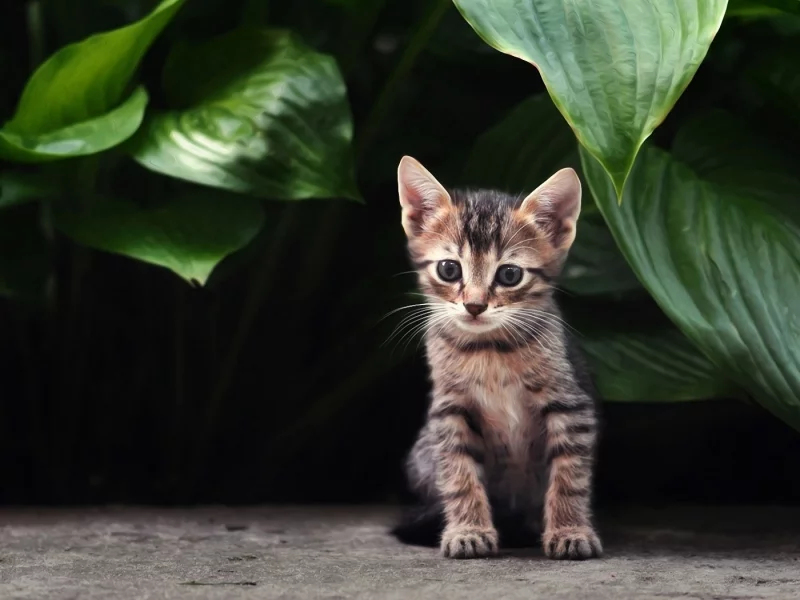 кошка, котенок, полосатый, кот